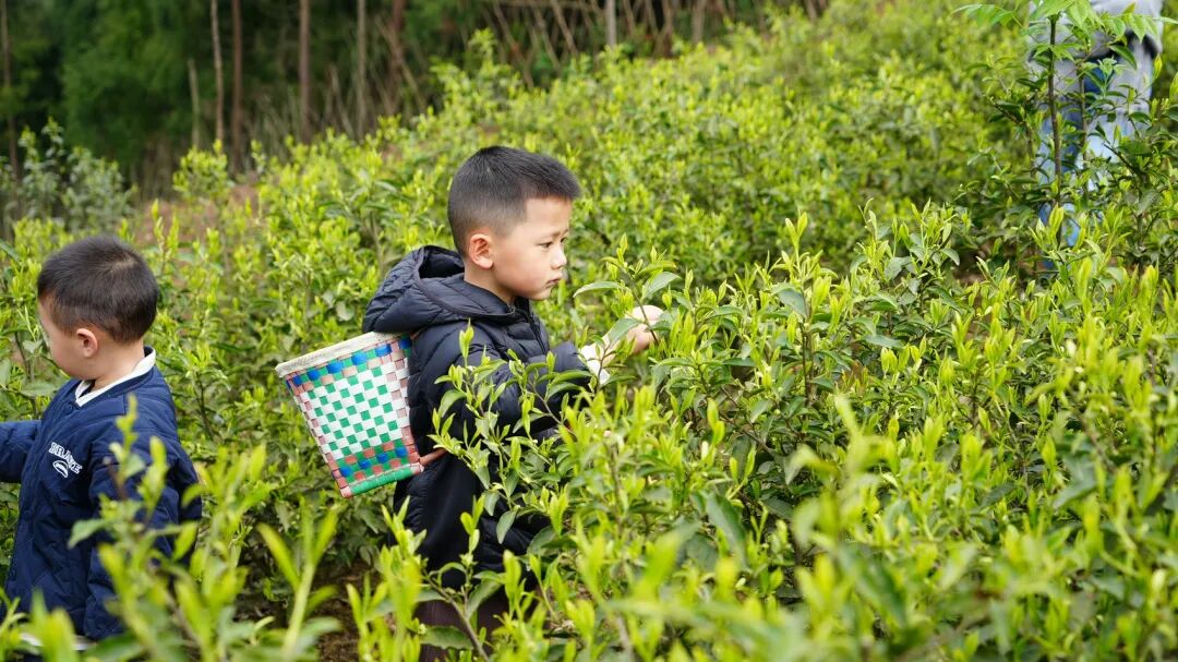 1775525589268604.jpg 1775525589268604.jpg